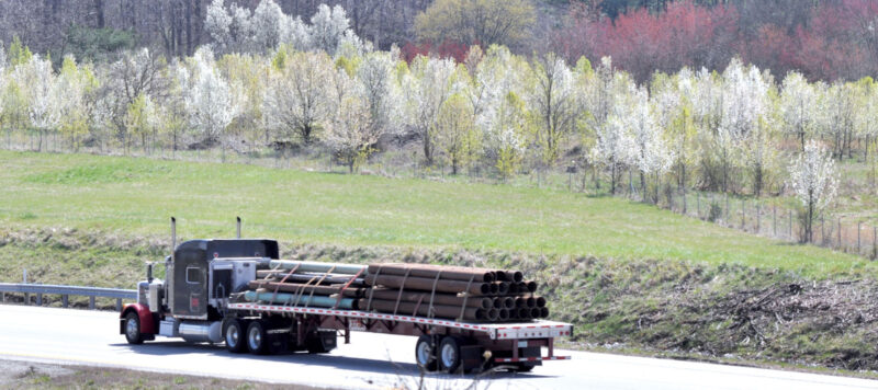 Bradford pears are invasive